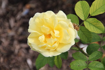 Yellow Rose In Bloom, U of A Botanic Gardens, Devon, Alberta