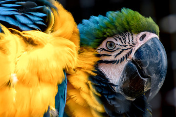 Natural Park Reserve Big Bird Macaw Ara Parrot 