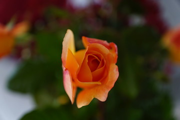 orange rose at home
