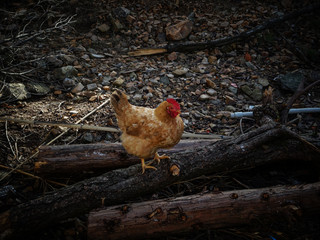 Hen standing on logs in the farm with small stones on the ground