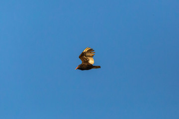Turkey Vulture (Gallinazo, Jote de Cabeza Colorada) Latin Name: Cathartes Aura. Tongoy. Chile