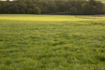 Prairie verte