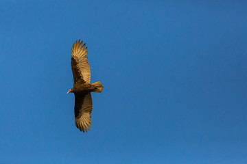 Turkey Vulture (Gallinazo, Jote de Cabeza Colorada) Latin Name: Cathartes Aura. Tongoy. Chile
