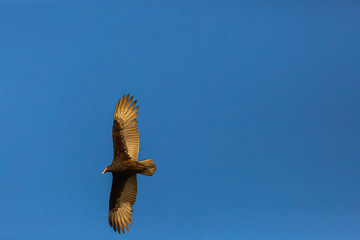 Turkey Vulture (Gallinazo, Jote de Cabeza Colorada) Latin Name: Cathartes Aura. Tongoy. Chile