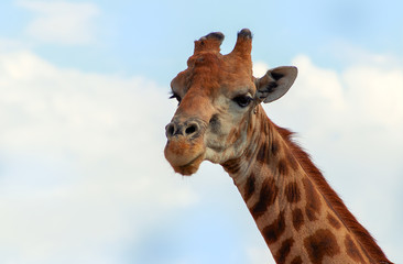 Wild african animals. Closeup namibian giraffe on blue sky background