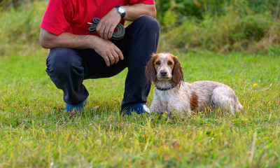The red dog is lying next to its male owner on the grass in a field. The caucasian man is squatting and holding the green leash of his spaniel in his hand.