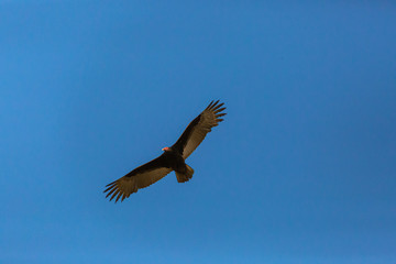 Turkey Vulture (Gallinazo, Jote de Cabeza Colorada) Latin Name: Cathartes Aura. Tongoy. Chile