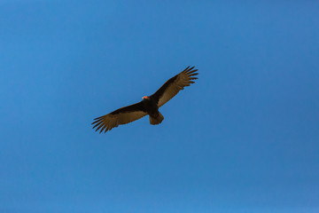 Turkey Vulture (Gallinazo, Jote de Cabeza Colorada) Latin Name: Cathartes Aura. Tongoy. Chile
