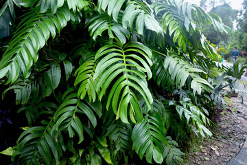 Large green leaves of monstera plants growing heart shaped or split-leaf philodendron (Monstera...