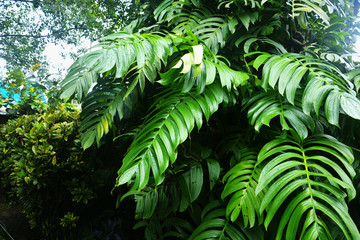 Obraz na płótnie Canvas Large green leaves of monstera plants growing heart shaped or split-leaf philodendron (Monstera deliciosa) the tropical foliage plant in mawlynnong, Shillong