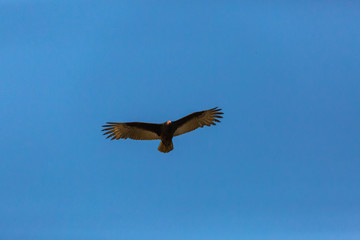 Turkey Vulture (Gallinazo, Jote de Cabeza Colorada) Latin Name: Cathartes Aura. Tongoy. Chile