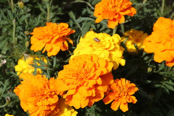 Marigolds In Bloom, Edmonton Valley Zoo, Edmonton, Alberta