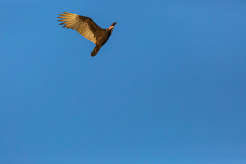 Turkey Vulture (Gallinazo, Jote de Cabeza Colorada) Latin Name: Cathartes Aura. Tongoy. Chile