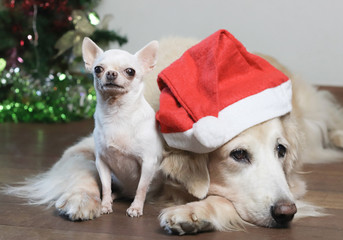 Golden retriever dog wearing red Christmas hat lay down on the floor with white Chihuahua dog with Christmas tree background ,