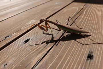 カマキリ
