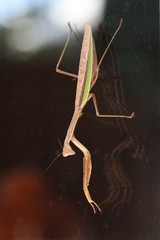カマキリ