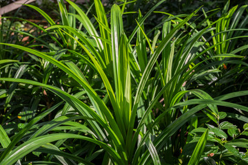 green pandanus tree in organic farm