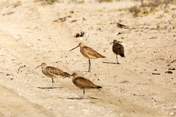Marbled Godwit (Zarapito Moteado) Latin Name: Limosa Fedoa. Wetland. Tongoy. Chile