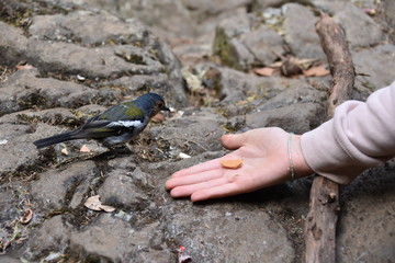 Oiseau Main