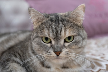 Scottish gray cat breed, the muzzle is close up, the concept of relaxation. Serious look. Close up