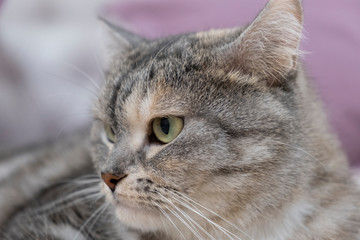 Scottish gray cat breed, the muzzle is close up, the concept of relaxation. Serious look. Close up