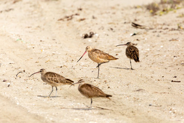 Marbled Godwit (Zarapito Moteado) Latin Name: Limosa Fedoa. Wetland. Tongoy. Chile
