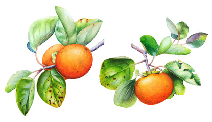 Watercolor illustration of the persimmon tree branches with fruits and leaves.