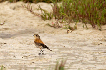 Austral Negrito (hembra-female) (Colegial Común) Latin Name: Lessonia Rufa. Tongoy Chile