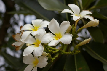 Obraz na płótnie Canvas タイの花