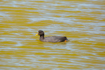 Red-Gartered Coot (Tagua Común) Latin Name: Fulica Armillata. R. Valparaíso. Chile