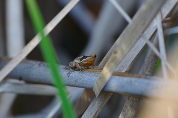 Slender Tree Frog taken on the Moore River, Western Australia