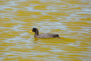 Red-Gartered Coot (Tagua Común) Latin Name: Fulica Armillata. R. Valparaíso. Chile