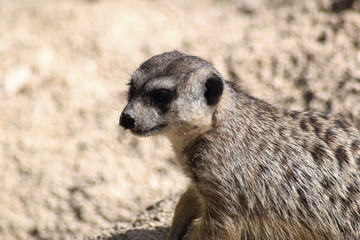 Erdmännchen