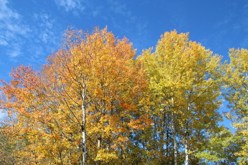 Fototapeta premium Beauty Of Autumn, Elk Island National Park, Alberta