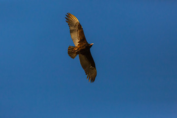 Turkey Vulture (Gallinazo, Jote de Cabeza Colorada) Latin Name: Cathartes Aura. Tongoy. Chile