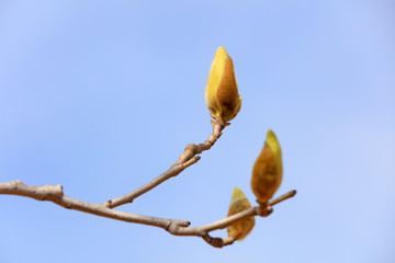 Magnolia flower buds in the field