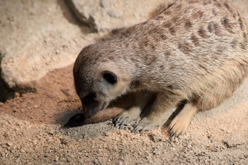 Erdmännchen beim Putzen