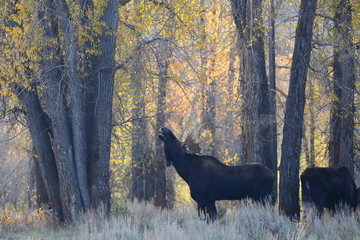 outside the city of Jackson in Wyoming USA,I ve had several meetings with the American Elk, Moose.Each of the bulls was very large,even for American mesurements