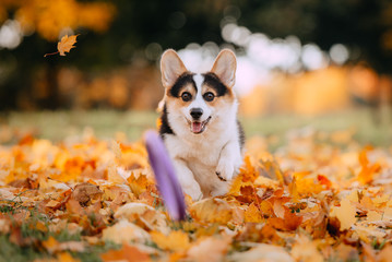 Pembroke Welsh Corgi playing in the leaves