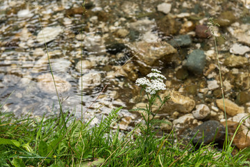 Wild plants on river side, selective focus