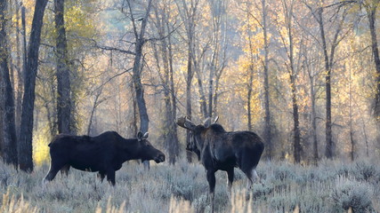 outside the city of Jackson in Wyoming USA,I ve had several meetings with the American Elk, Moose.Each of the bulls was very large,even for American mesurements