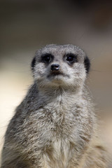 Erdmännchen