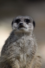 Erdmännchen