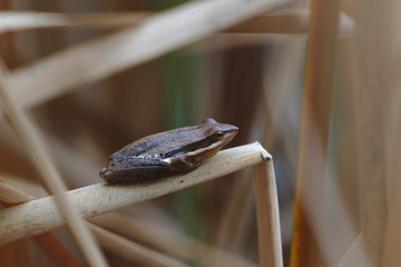 Slender Tree Frog taken on the Moore River, Western Australia