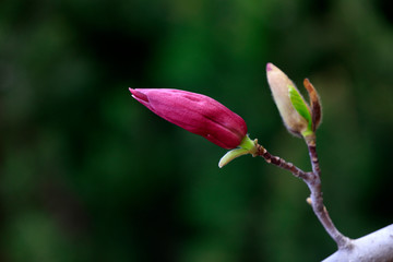 Magnolia flowers in the wild