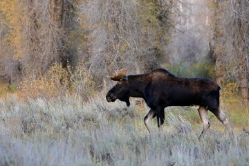 outside the city of Jackson in Wyoming USA,I ve had several meetings with the American Elk, Moose.Each of the bulls was very large,even for American mesurements