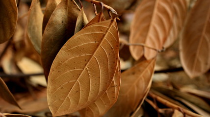 Jackfruit leaves are dry, because they are old and dry due to lack of water