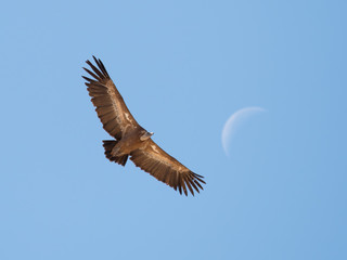 Griffon Vulture