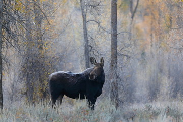 outside the city of Jackson in Wyoming USA,I ve had several meetings with the American Elk, Moose.Each of the bulls was very large,even for American mesurements
