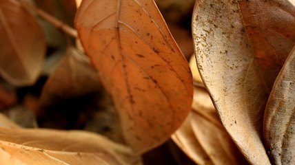 Jackfruit leaves are dry, because they are old and dry due to lack of water